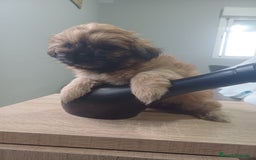 Shih Tzu perros en venta: Shih tzu - Imagen 9