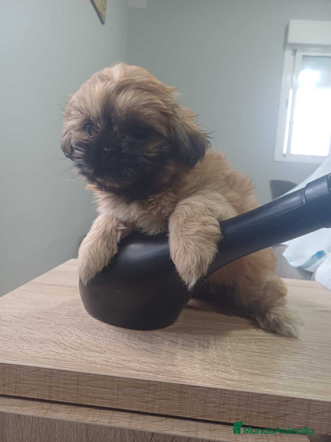 Shih Tzu perros en venta: Shih tzu - Imagen 9