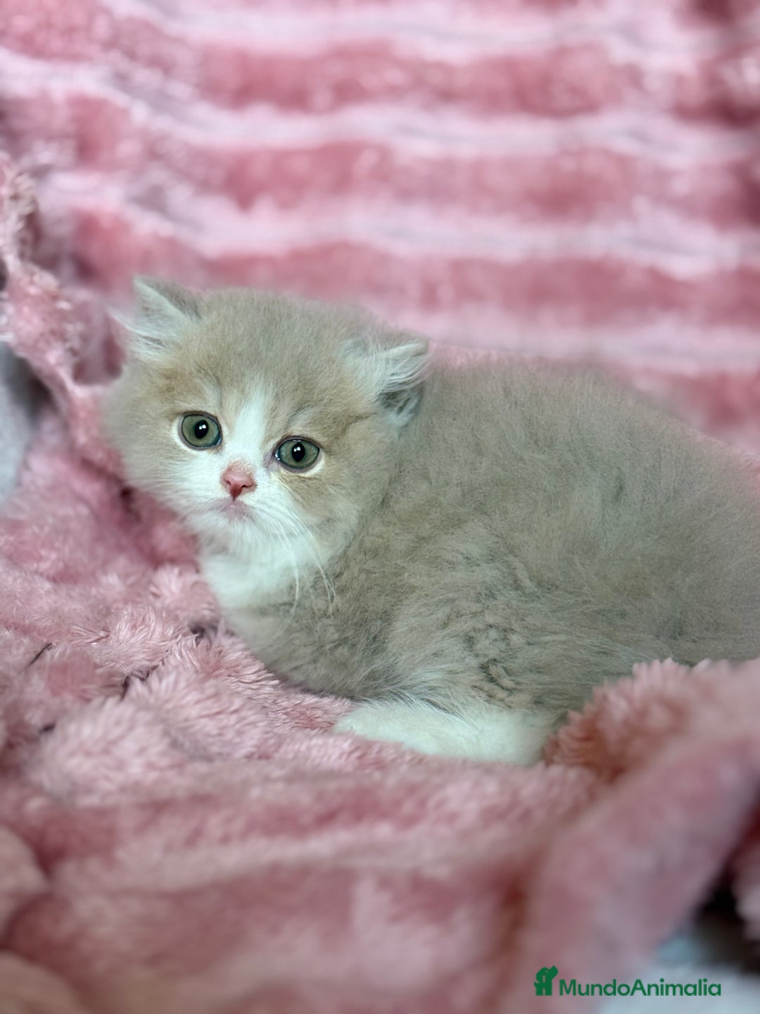 Británico de Pelo Largo gatos en venta: Monísimo gatito British  - Imagen 10