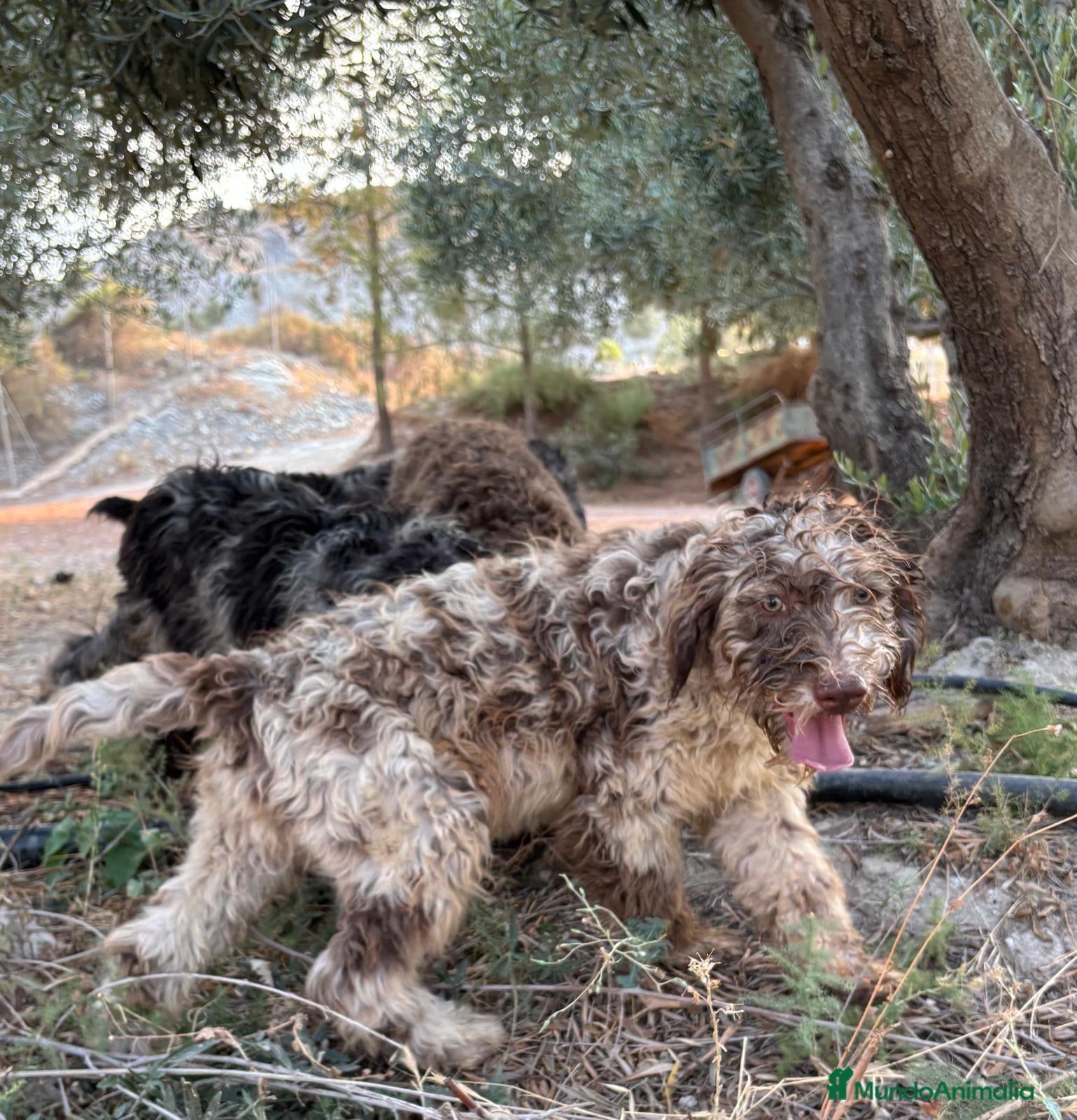 Perro de Agua Español perros PERRO DE AGUA ESPAÑOL - Anuncio 1