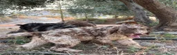 Perro de Agua Español perros en venta: PERRO DE AGUA ESPAÑOL - Anuncio 1