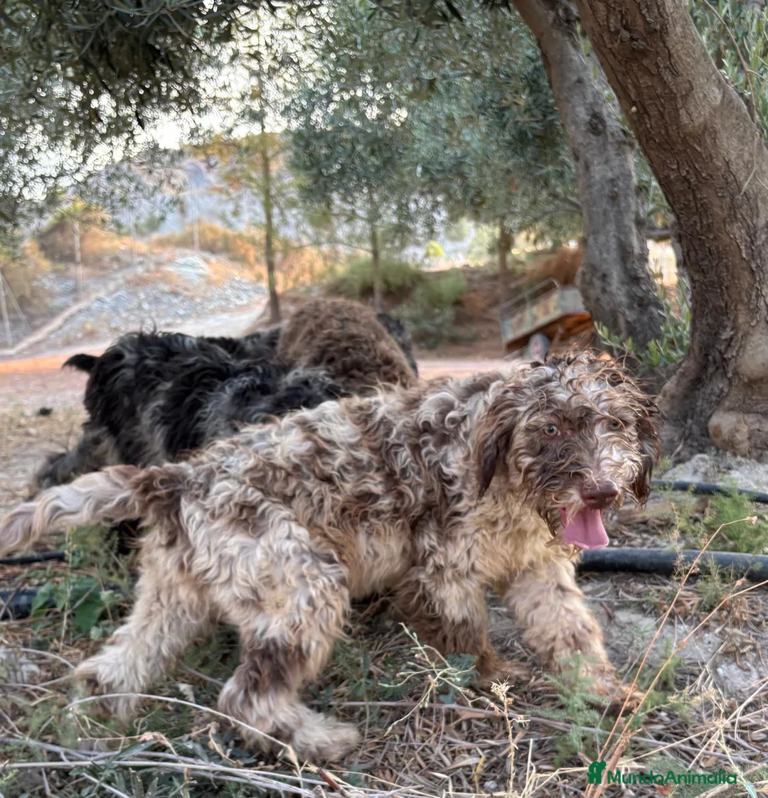 Perro de Agua Español perros en venta: PERRO DE AGUA ESPAÑOL - Anuncio 1