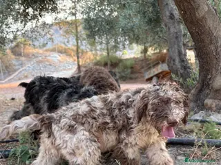 Perro de Agua Español perros PERRO DE AGUA ESPAÑOL - Anuncio 1