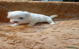 Bichón Maltés perros en venta: Bichon Maltés Americano  - Imagen 2
