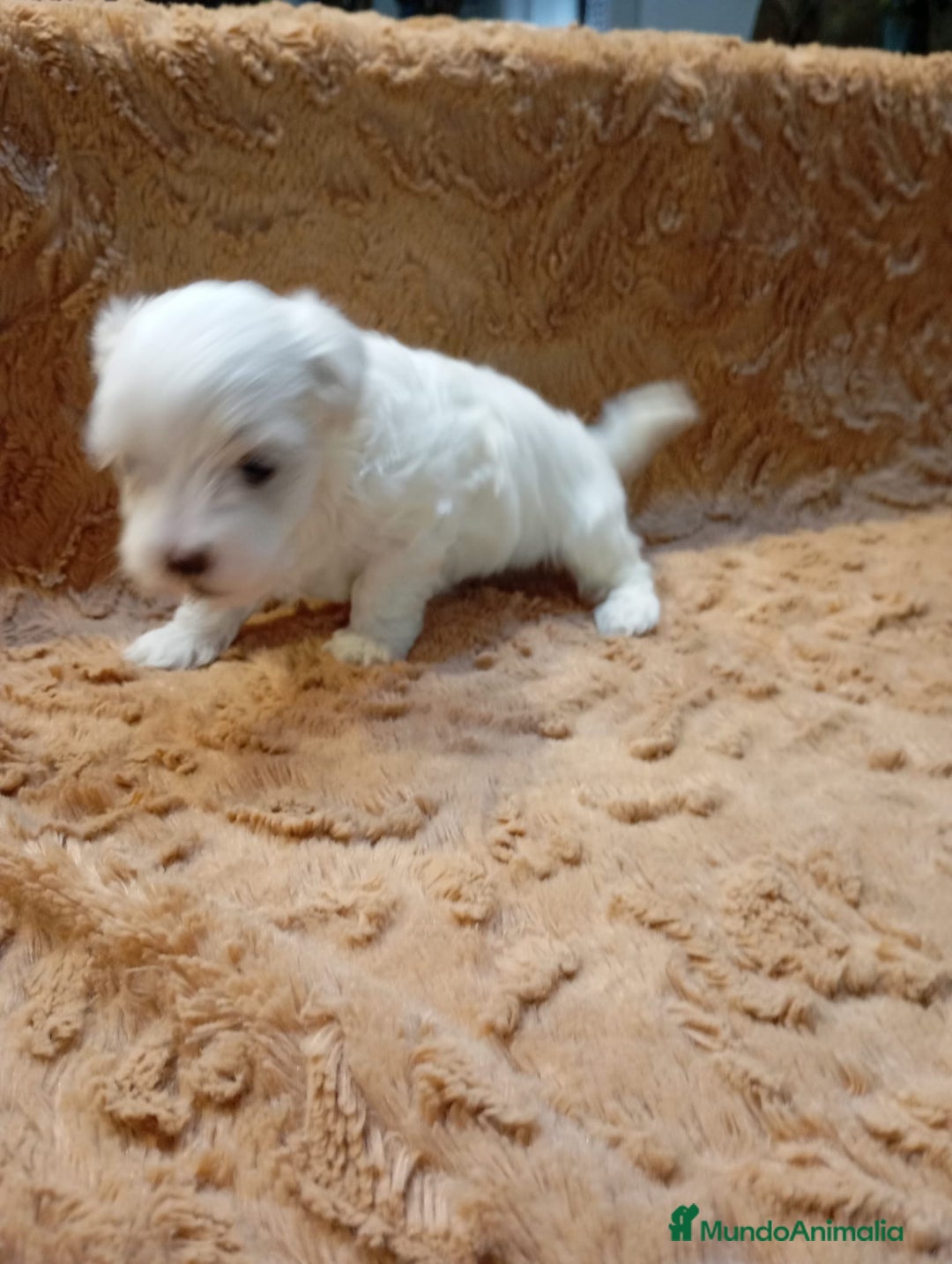 Bichón Maltés perros en venta: Bichon Maltés Americano  - Imagen 2