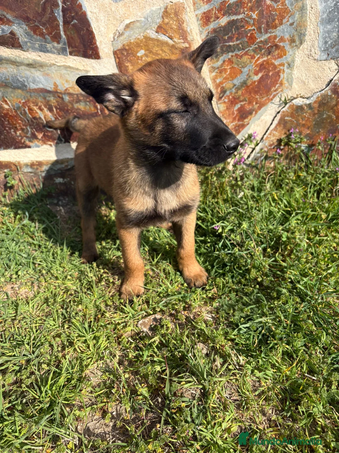 Pastor Belga Malinois perros en venta: Pasator Belga Malinois - Anuncio 2