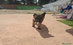 Pastor Belga Malinois perros en venta: Pastor belga malinois  - Imagen 11