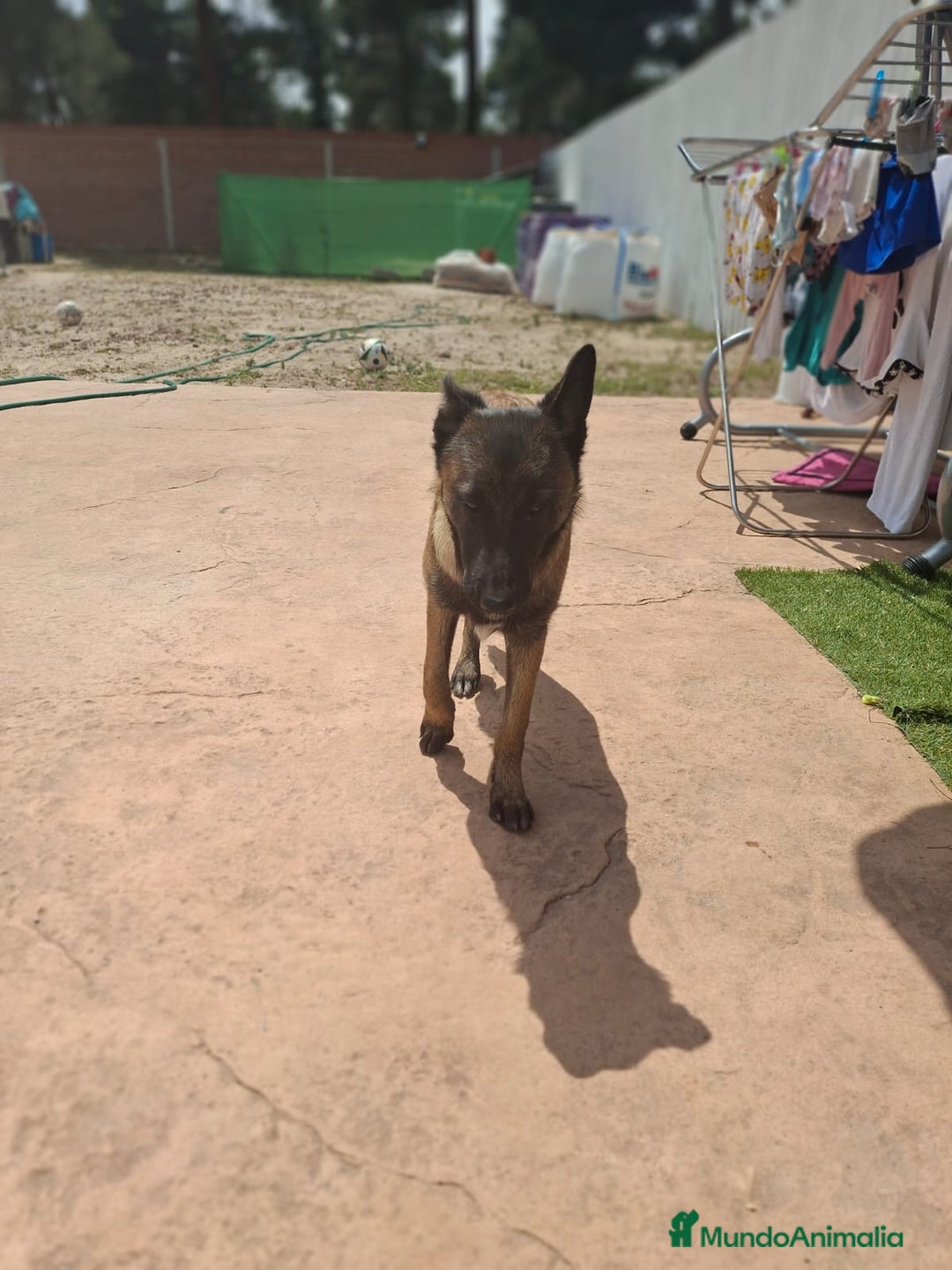 Pastor Belga Malinois perros en venta: Pastor belga malinois  - Imagen 11