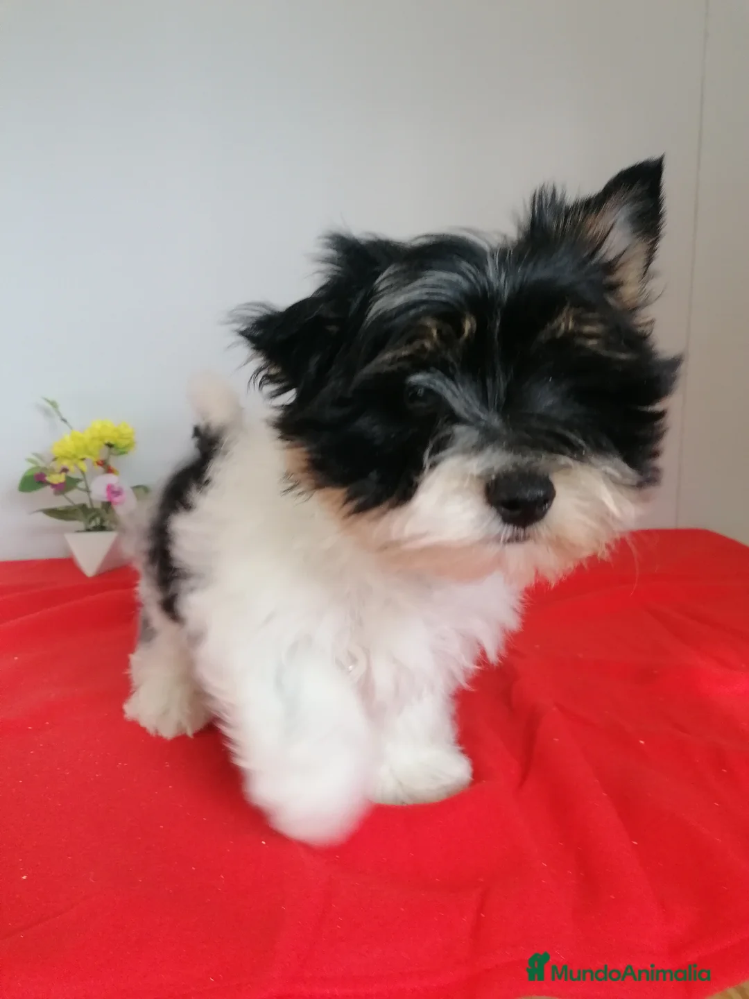 Biewer Yorkshire Terrier a la Pom Pon perros en venta: Preciosa camada de Biewer  - Anuncio 2