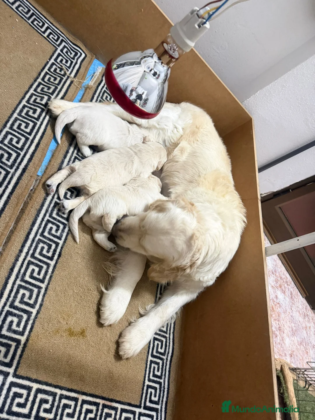 Golden Retriever perros en venta: Golden's blancos - Anuncio 2