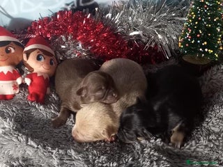 Chihuahua perros Chihuahua macho precio real - Anuncio 14