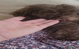 Caniche Toy perros en venta: CANICHES MACHOS CALIDAD Y SELECCIÓN  - Imagen 4