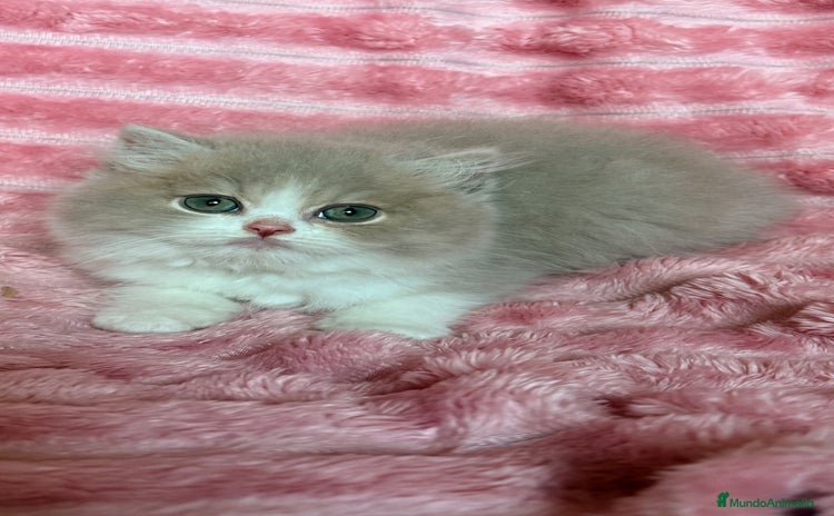 Británico de Pelo Largo gatos - Propaganda 4