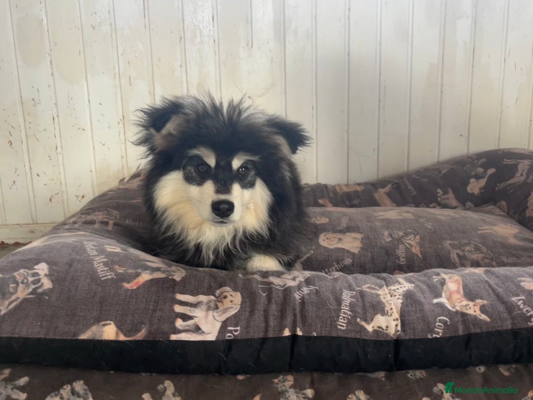 Pomsky perros en venta: Pomsky multigeneracional  - Anuncio 3