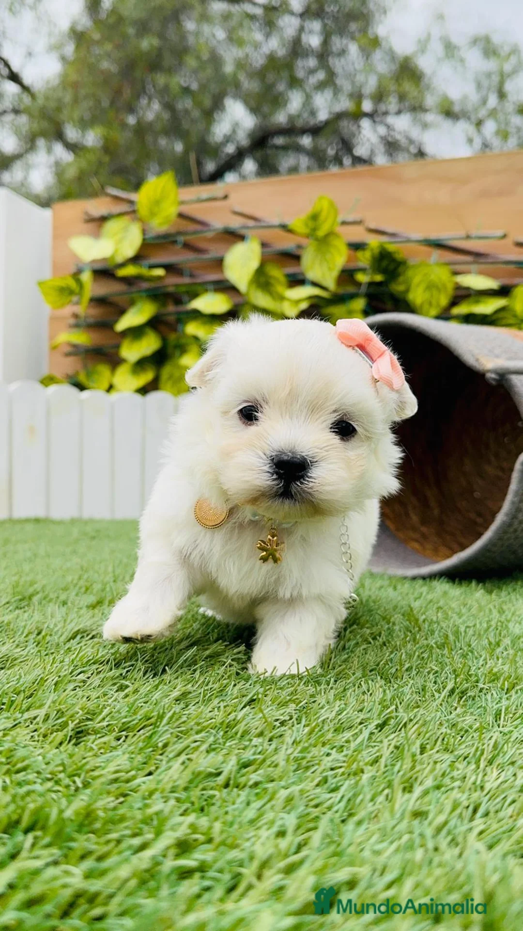 Bichón Maltés perros en venta: MUÑECA DE BICHÓN MALTÉS en Madrid - Anuncio 4