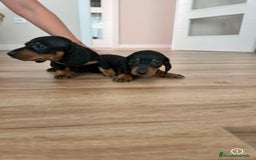 Teckel Miniatura perros en venta: Teckel  - Imagen 4
