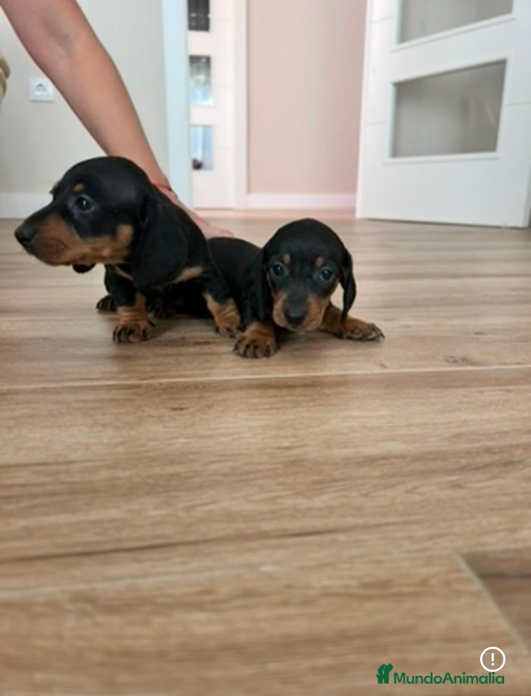 Teckel Miniatura perros en venta: Teckel  - Imagen 4