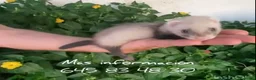 Raza Mixta gatos en venta: HURONCITOS PARA ENTREGA HOY TF 641379671 - Anuncio 2