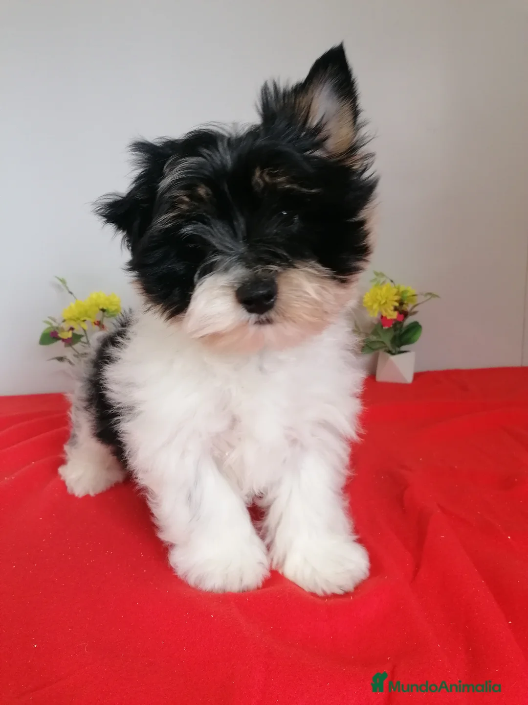 Biewer Yorkshire Terrier a la Pom Pon perros en venta: Preciosa camada de Biewer  - Anuncio 1
