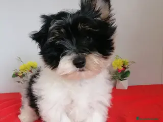 Biewer Yorkshire Terrier a la Pom Pon perros Preciosa camada de Biewer - Anuncio 2