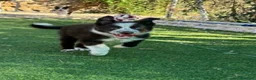 Border Collie perros en adopcion: Border collie - Anuncio 4