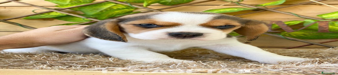Beagle Cachorro 3489