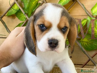 Beagle perros - Anuncio 3