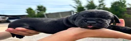 Cane Corso perros en venta: Cane Corso  - Anuncio 4