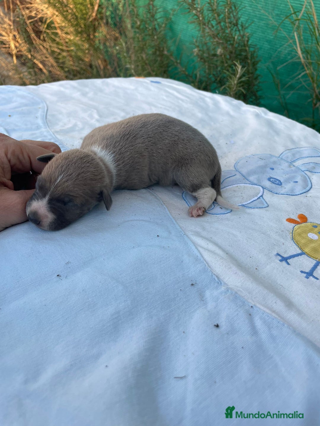 Whippet perros en venta: Nueva camada WHIPPET BLUE - Anuncio 7