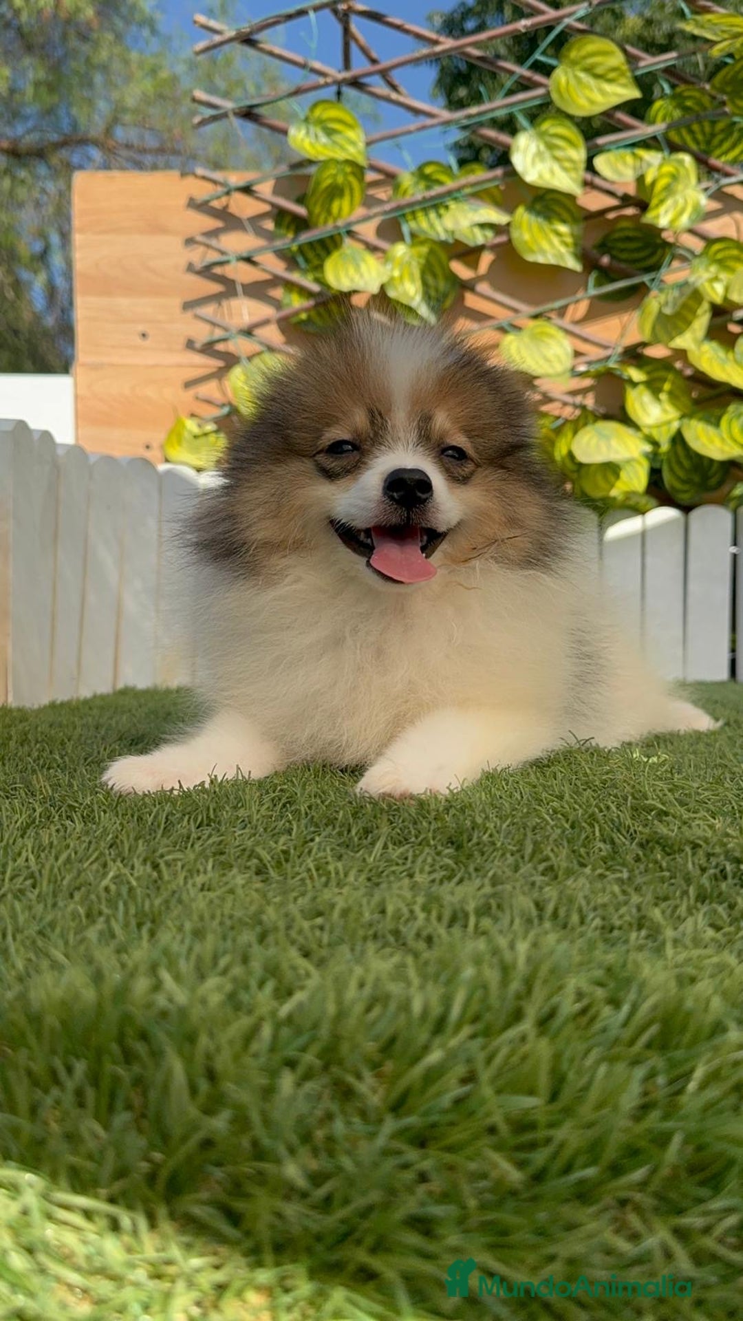 Pomerania perros en venta: POMERANIA MACHO ENVIO A TODA ESPAÑA - Imagen 14