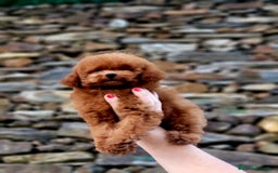 Caniche Toy perros en venta: Caniche teddy asiáticos  - Imagen 3