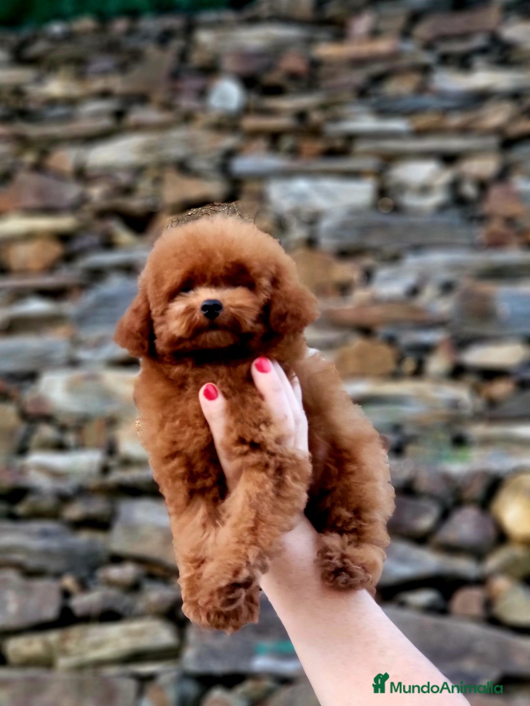 Caniche Toy perros en venta: Caniche teddy asiáticos  - Imagen 3