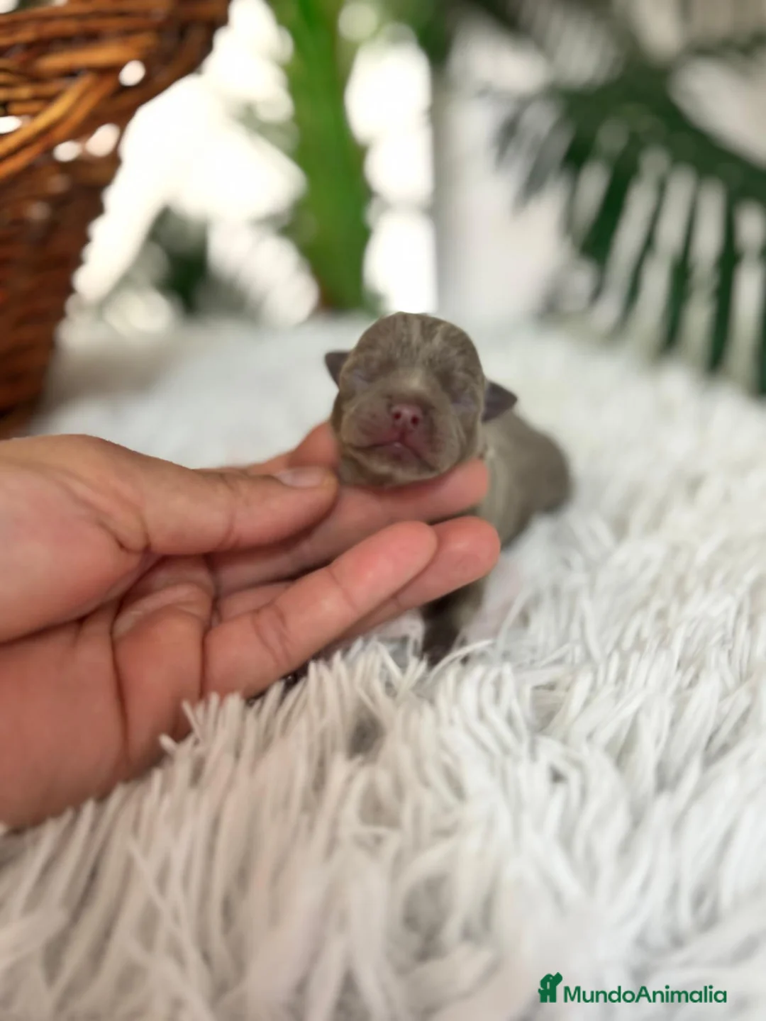 Chihuahua perros en venta: CHIHUAHA LILAC - Anuncio 6