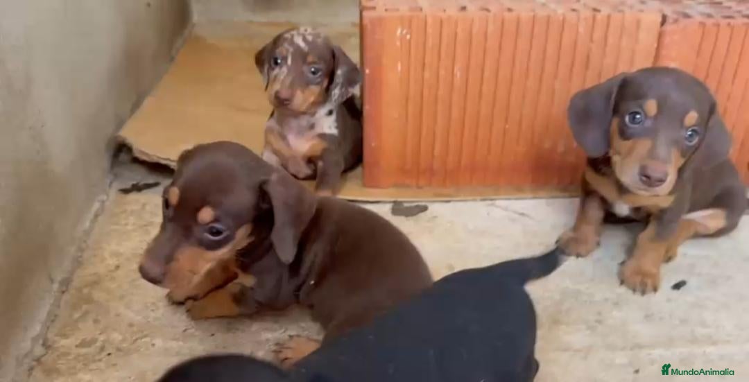 Teckel Miniatura perros Cachorros de teckel mini  - Anuncio 1