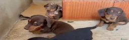Teckel Miniatura perros en venta: Cachorros de teckel mini  - Anuncio 1