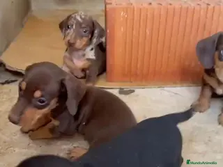 Teckel Miniatura perros Cachorros de teckel mini - Anuncio 3