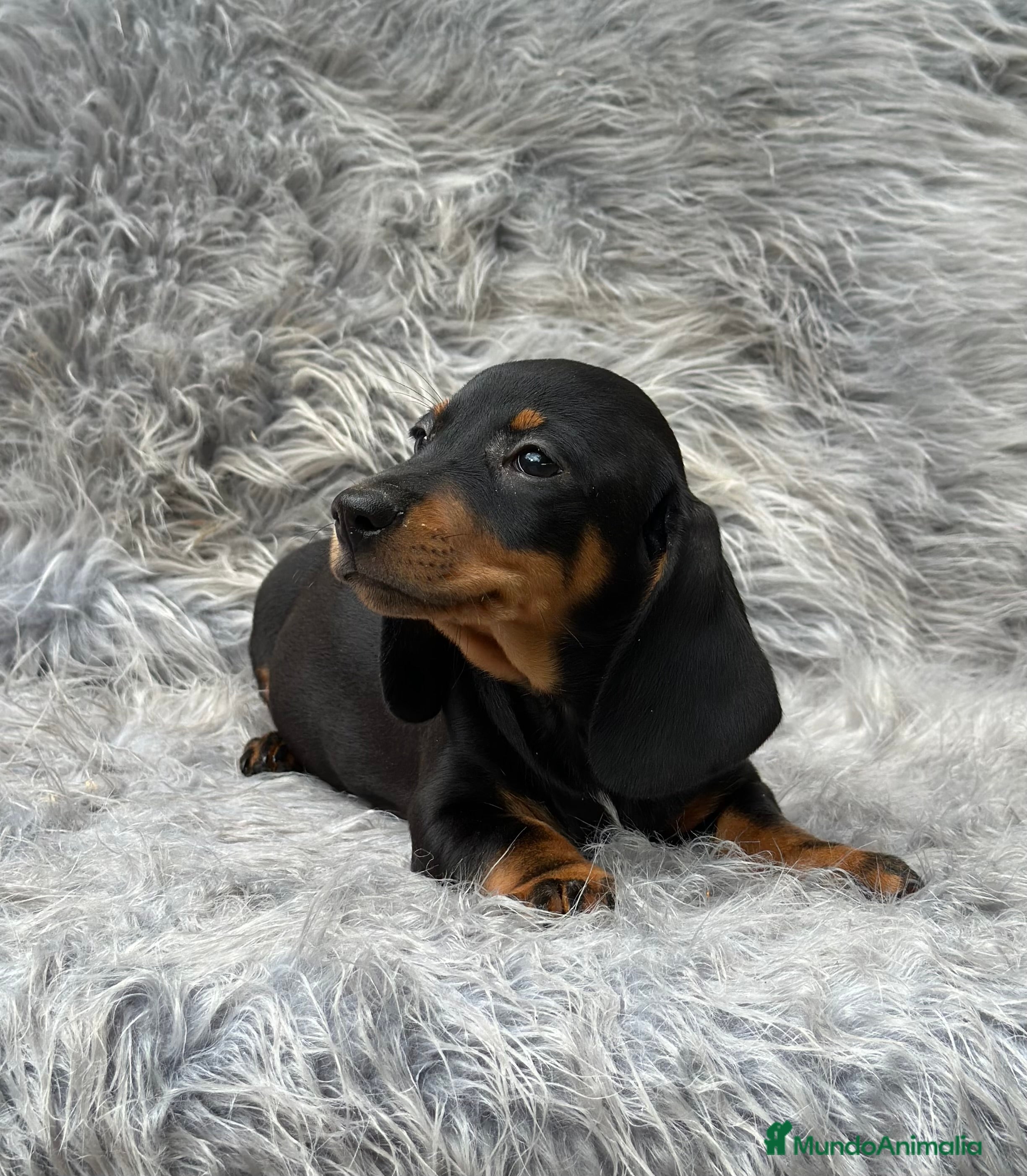 Teckel Miniatura perros TECKEL MINIATURA NEGRO Y FUEGO en Barcelona - Anuncio 2