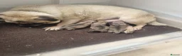 Carlino - Pug perros en venta: Carlino -pug - Anuncio 7