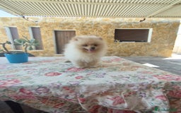 Pomerania perros en venta: Pomerania  - Imagen 5