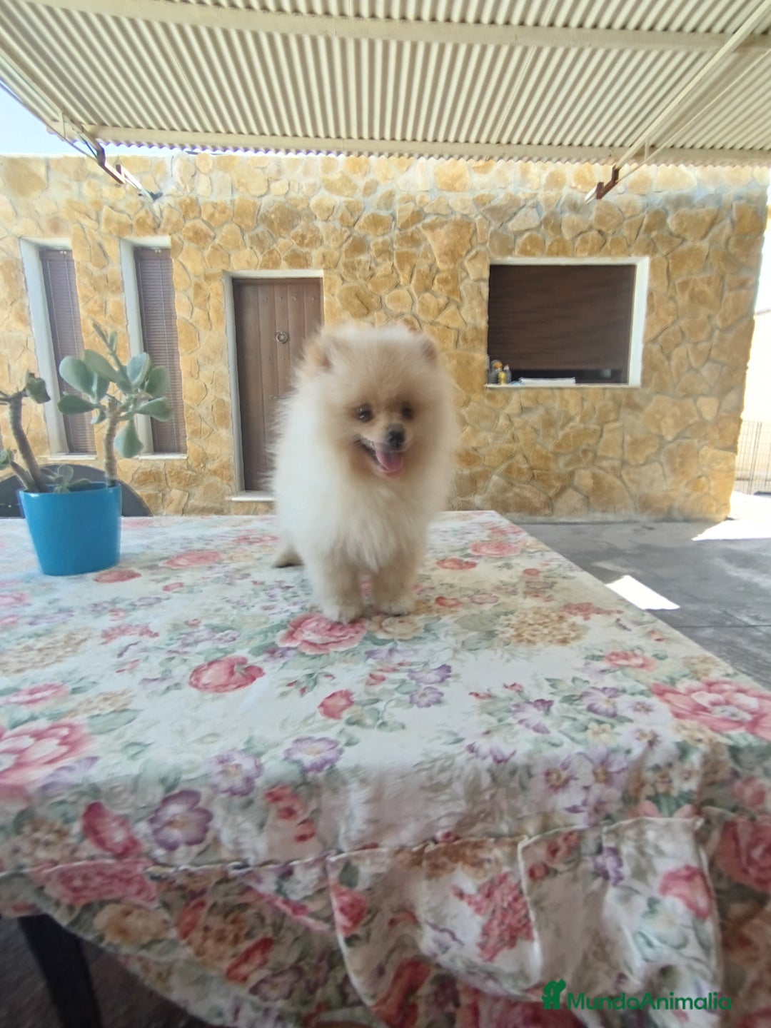 Pomerania perros en venta: Pomerania  - Imagen 5
