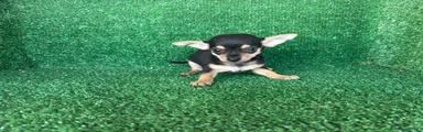 Chihuahua 2