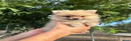 Pomerania perros en venta: Lulú Pomerania precio real - Anuncio 10