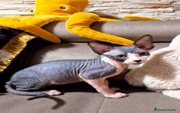 Sphynx gatos en venta: GATITOS SPHYNX - Anuncio 1