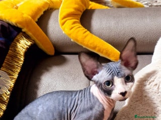 Sphynx gatos GATITOS SPHYNX - Anuncio 6