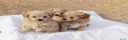 Maltipoo perros en venta: LINDAS HEMBRITAS DE MALTIPOOS - Anuncio 1