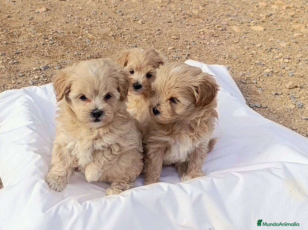 Maltipoo perros en venta: LINDAS HEMBRITAS DE MALTIPOOS - Anuncio 1
