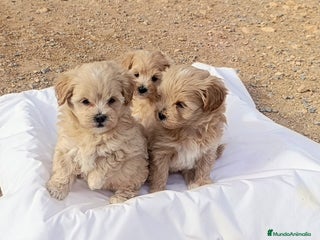 Maltipoo perros LINDAS HEMBRITAS DE MALTIPOOS - Anuncio 13