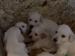 Golden Retriever perros Espectaculares golden retriever disponibles - Anuncio 2