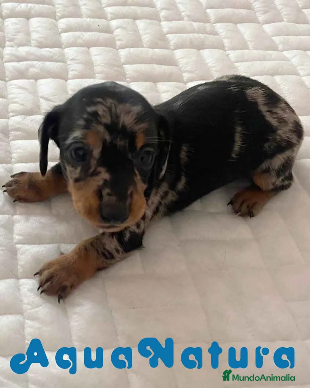 Teckel perros en venta:  Teckel Hembra 6258 - AQUANATURA en Barcelona - Anuncio 11