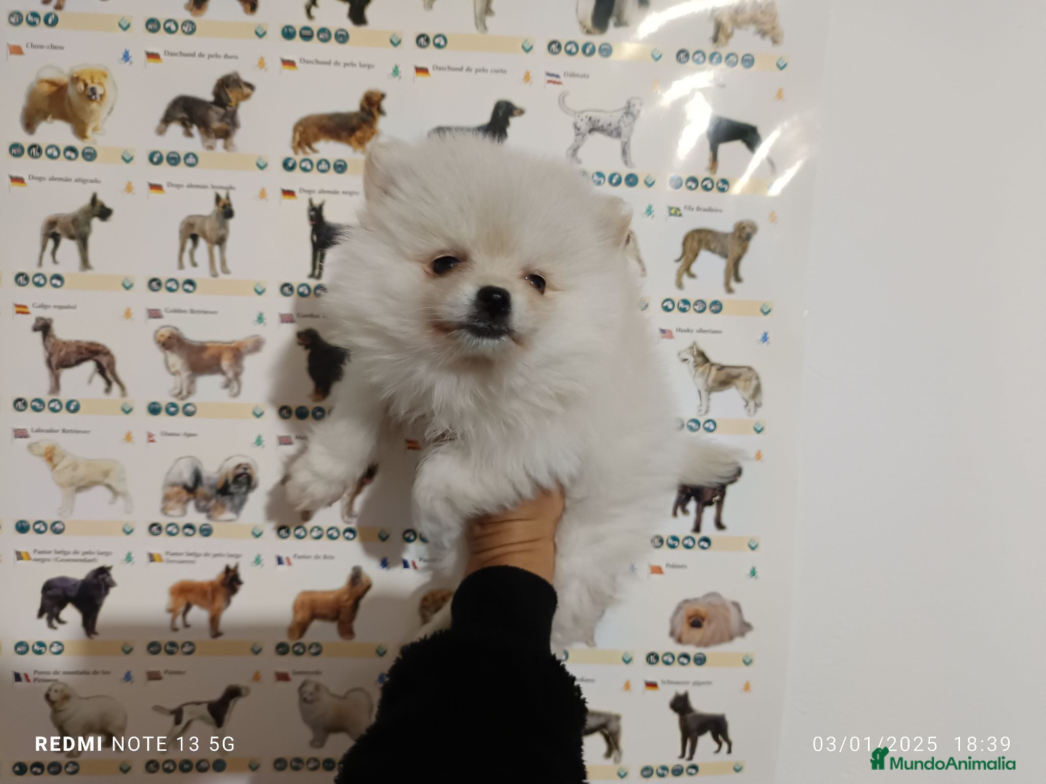 Pomerania perros Pomerania de Lulú - Anuncio 2